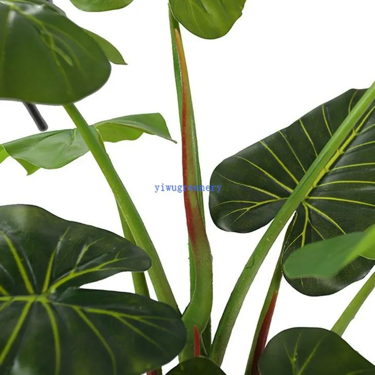 alocasia garden plant