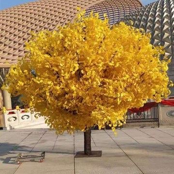 Care sunt motivele creșterii copacilor simulati de ginkgo