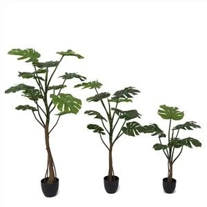Plantă Monstera falsă de vânzare